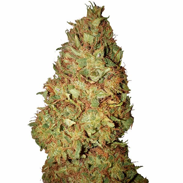 Honey Cookies CBD+ > CBD+ Buds | CBD cannabis seeds  |  Hybrid